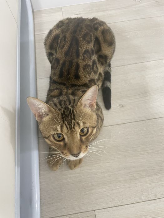 Бенгальский кот / Bengal Cat
