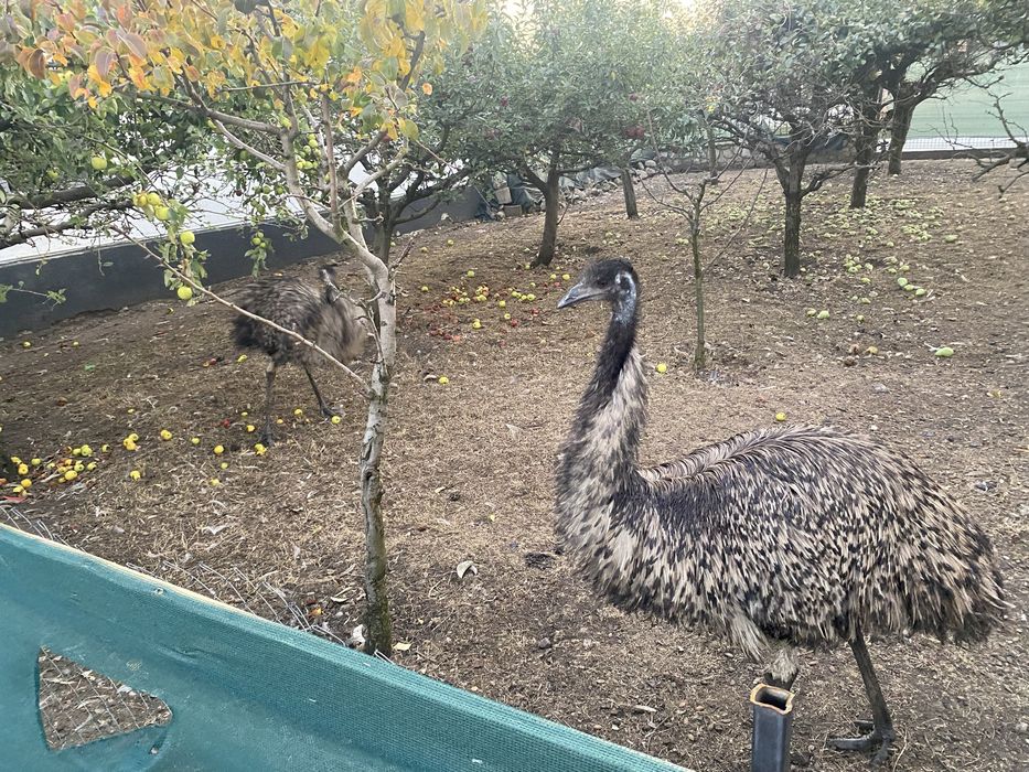 Vand struti emu sau schimb