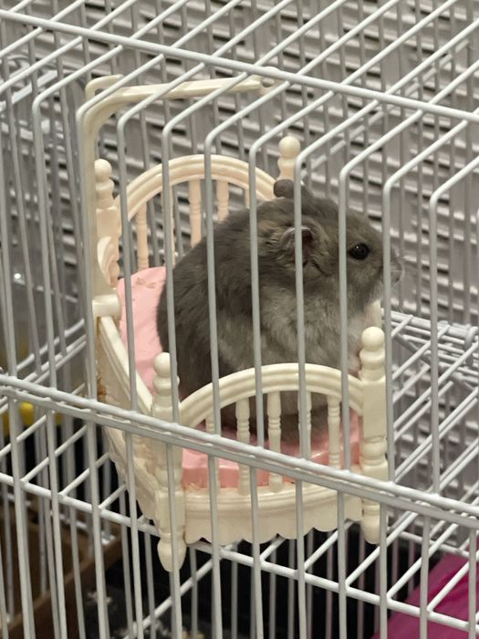 Джунгарские хомяки