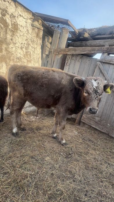 Продам подсос 300 000 тыс