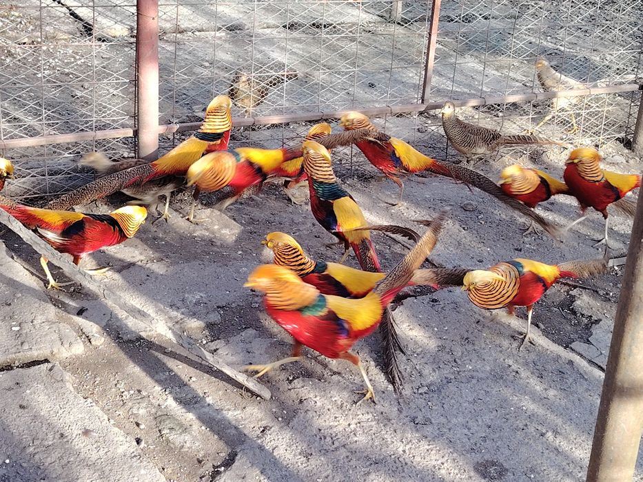 Păuni tineret, de vânzare