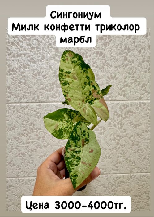 Сингониумы сортовые! Орегано! Комнатные цветы!