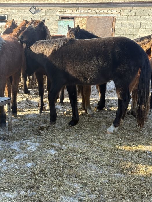 Тайлар лощадь жылқы полтарашки
