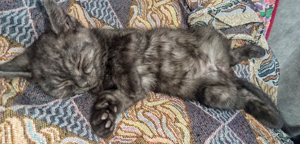 Очаровательный котёнок в добрые руки