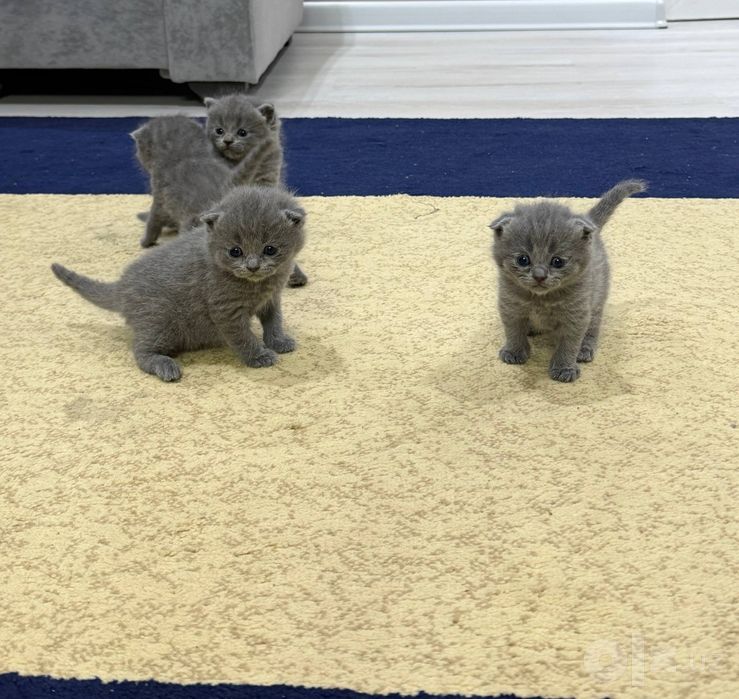 Кошка мушукчалар сотиладии
