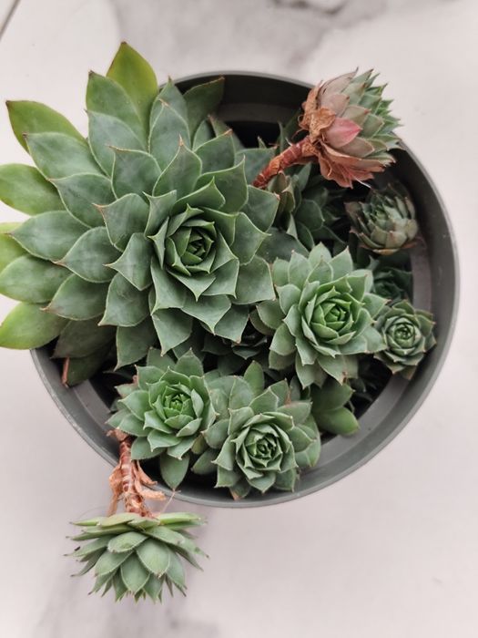 2 ghivece cu Sempervivum