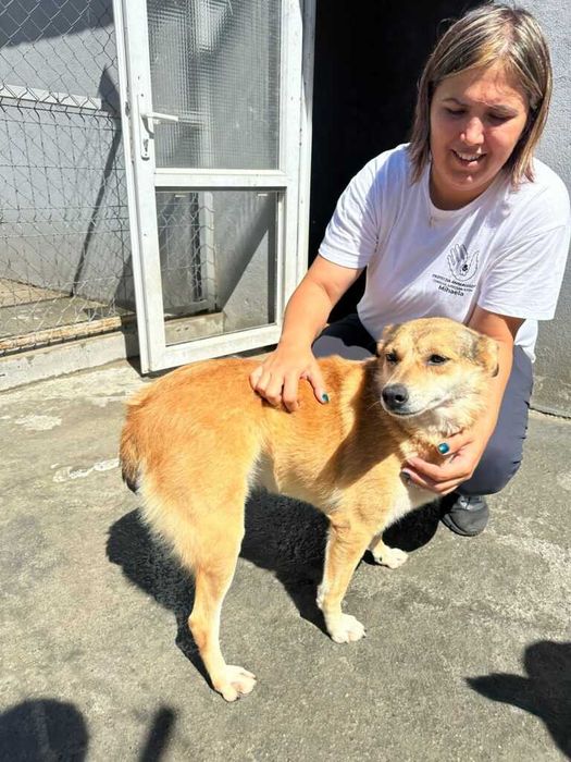 Adopta un caine - un sufletel are nevoie de stapan!