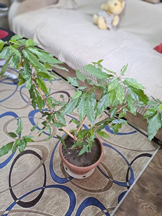 Шикарные цветы от 1000 тнг