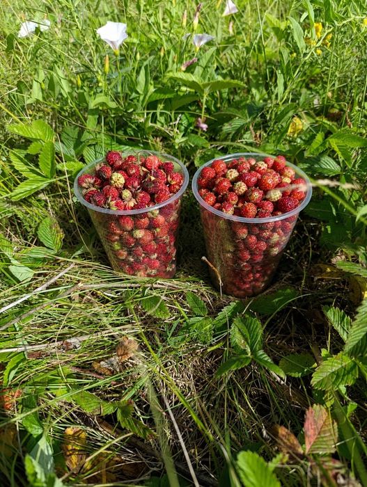 Продам земленику
