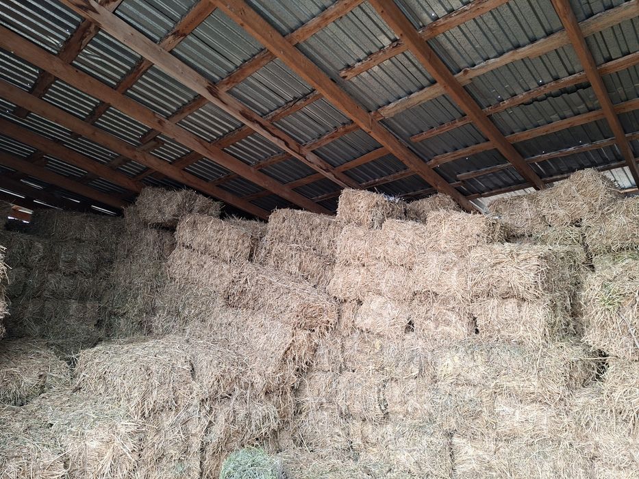 Клевер. Жоңышқа.