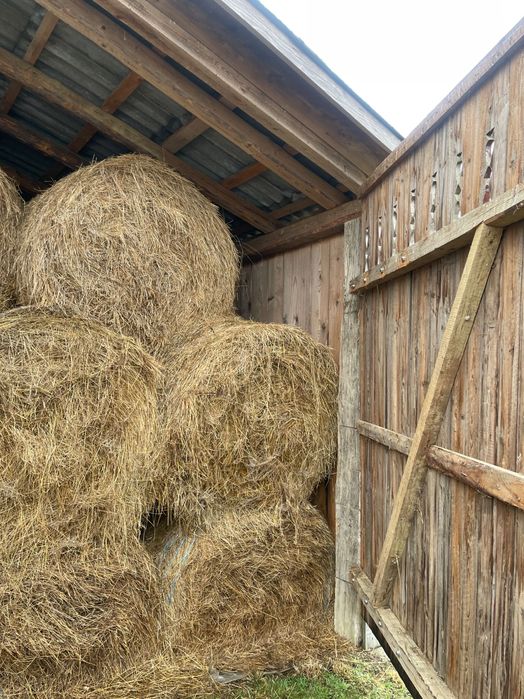 ‼️Baloți de vânzare‼️