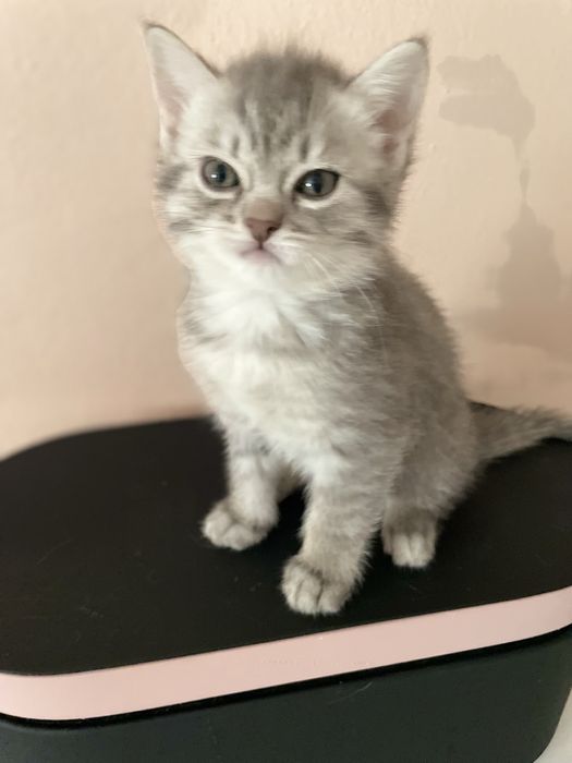 Серо-серебристые табби