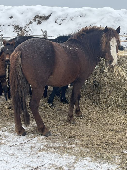Жеребец на племя