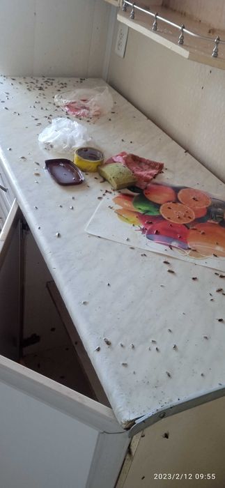 Dezinfeksiya Buxoro, Бухара Дезинфекция klapa, таракан, Чивин, Бурга