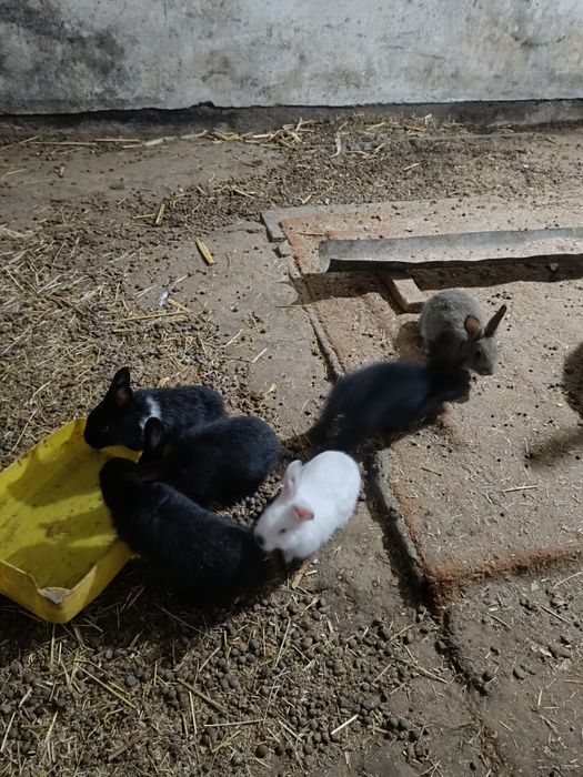 Крольчата на продажу