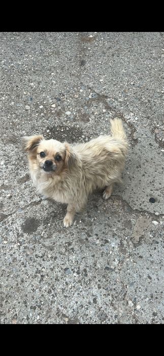 Ofer spre adopție 3 căței 1 fată și 2 băieți