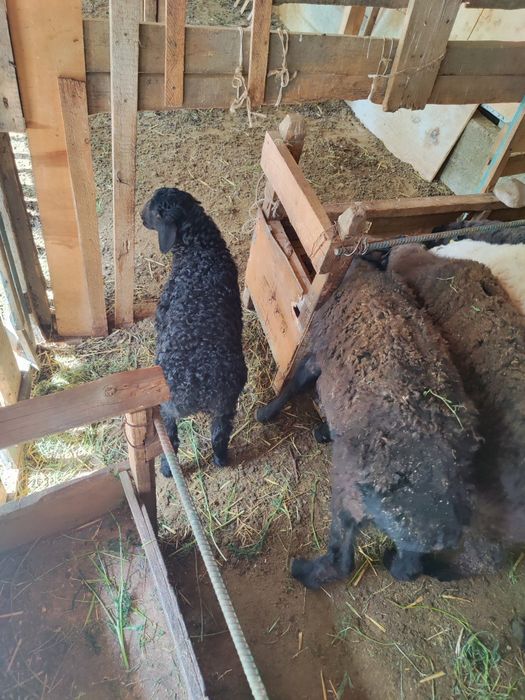 1 Қозылы қой сатылады