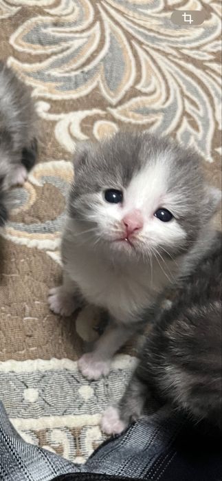 продам котёнка.