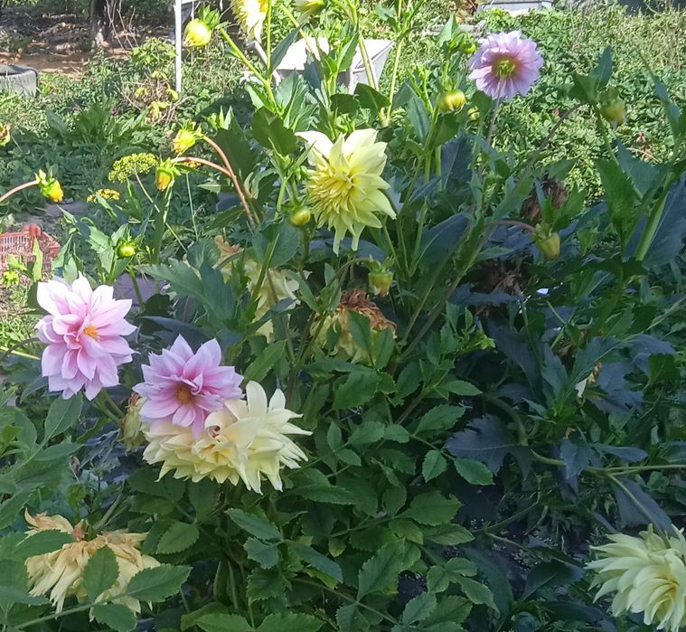 Саженцы георгины