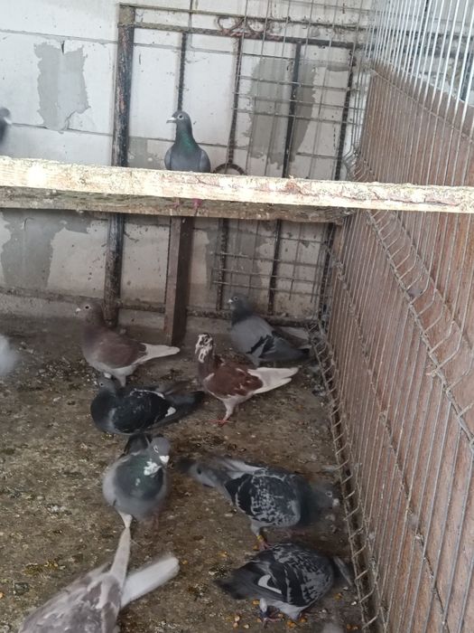 Vând porumbei voiajori pui și bătrâni cu clasări !