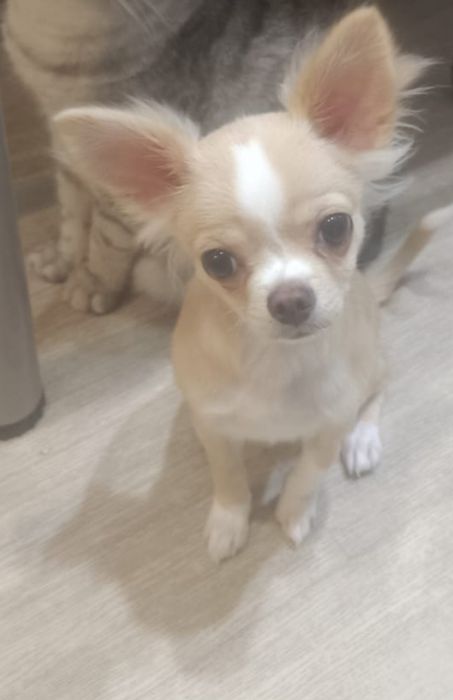 Чихуахуа  7 месецов