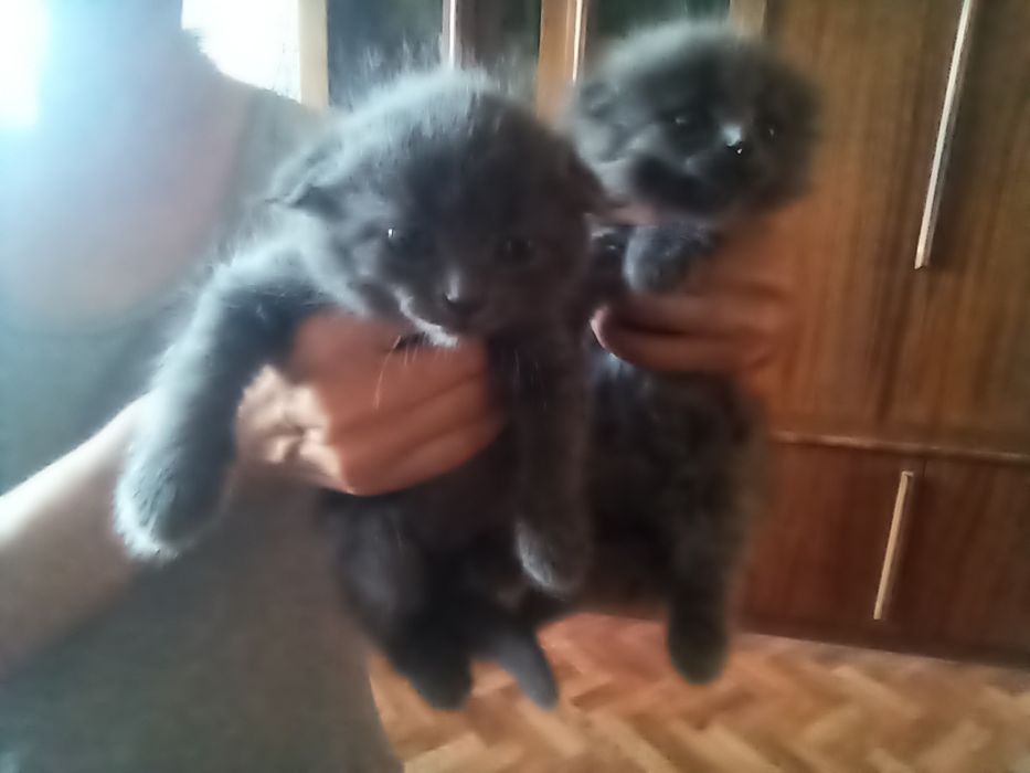 Продаются месячные вислоушки.