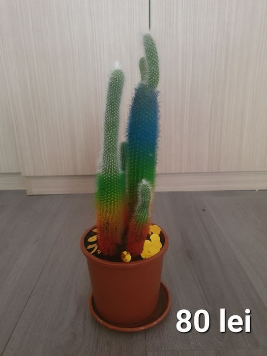 Cactus natural  .