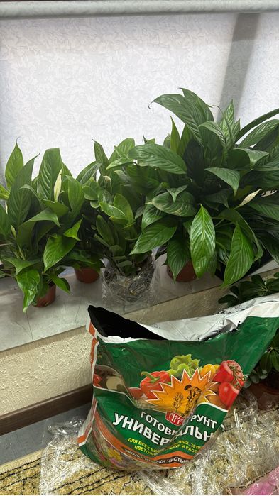 Продам комнатные растения