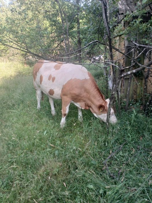 Vând 4 Juninci si un taur belgian