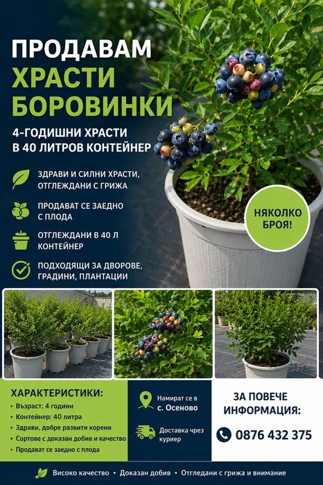 Храсти Боровинки