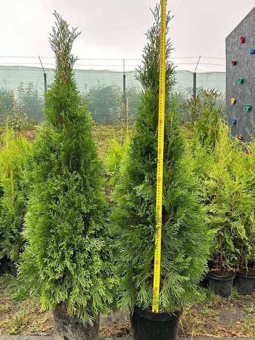 Tuia Smaragd crescuta în Ghiveci 120 de cm