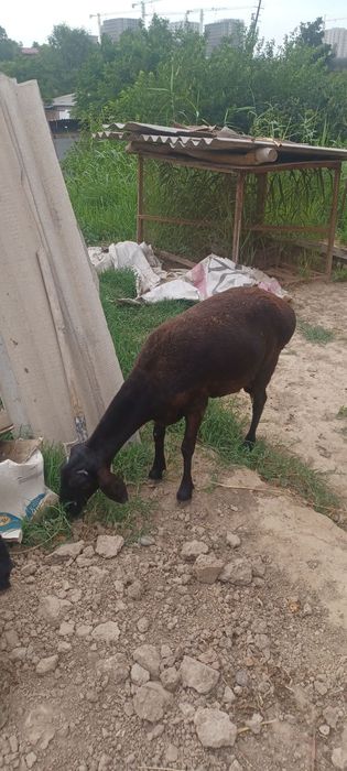 Qo'y sotiladi yaxshi boqilgan