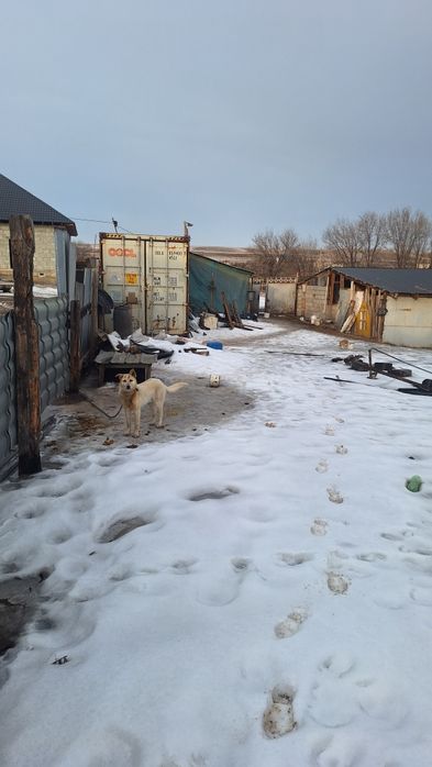 продам Крестиянское хозяйство