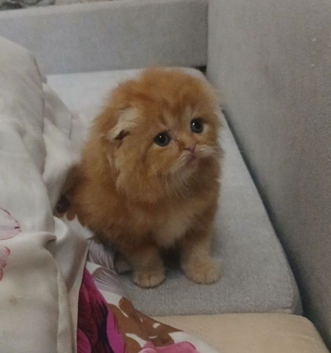 Шотландский Золотой фолд хайленд