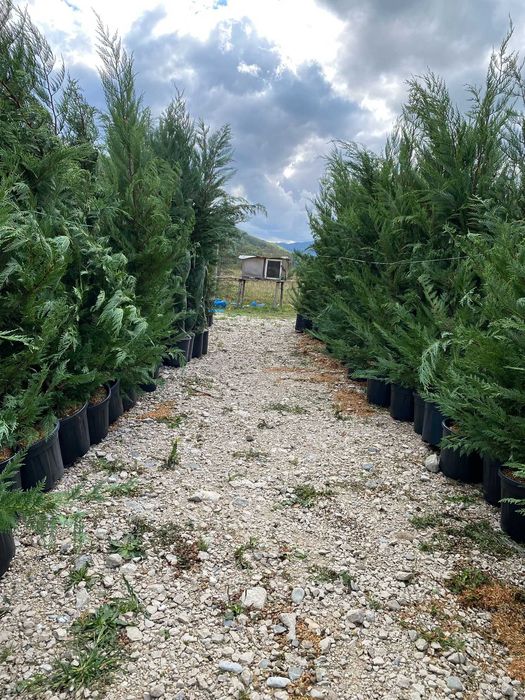 Leylandii Aclimatizat – Gard Viu Veșnic Verde cu Plantare Inclusă