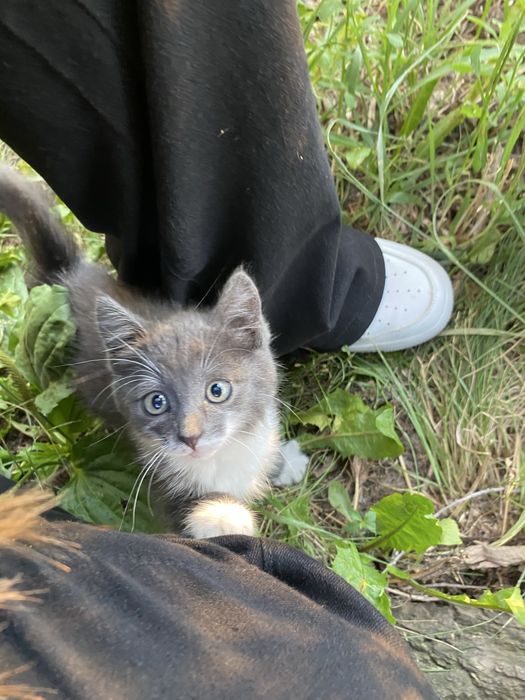 кошечка  маленькая