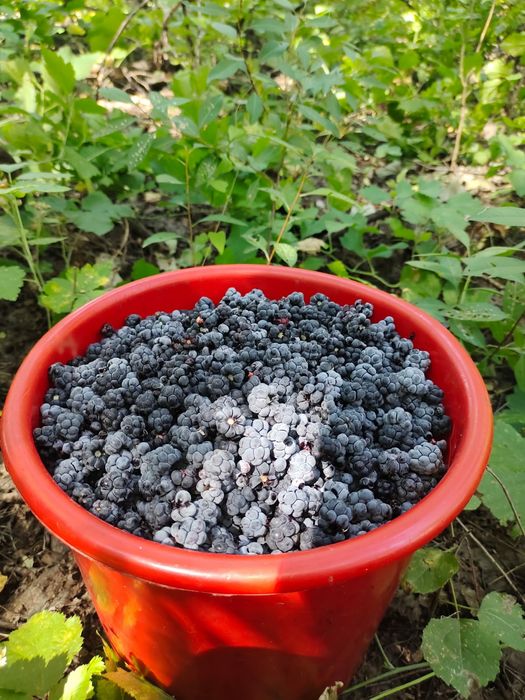 Продам ежевичное варенье