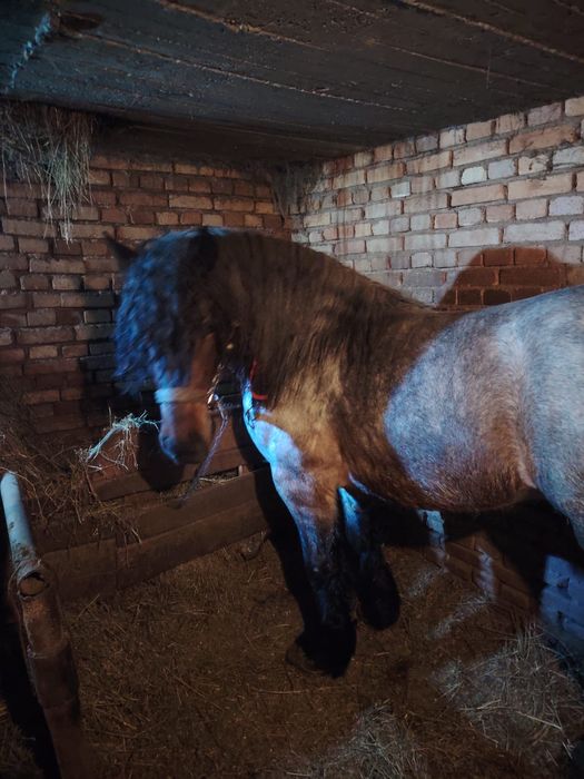 Vand armăsar semi greu