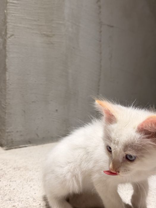 Кот мальчик 2 месяца голубые глаза домашний
