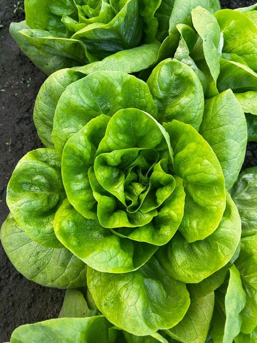 Salată verde Shangore