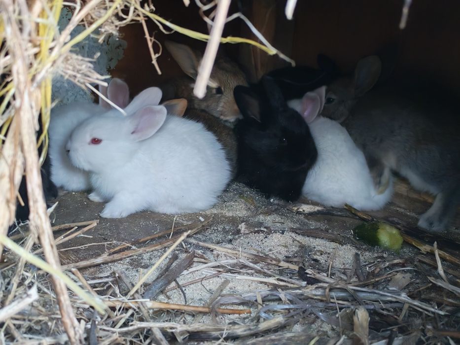 Продам Крольчат всего по 5000тг