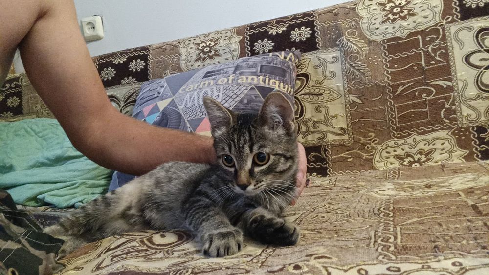 Отдам котенка в хорошим руки