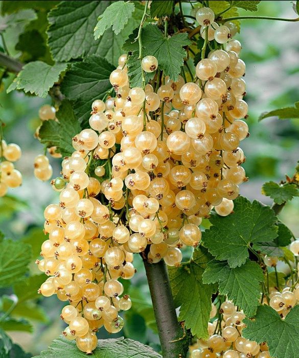 Продам саженцы черной смородины