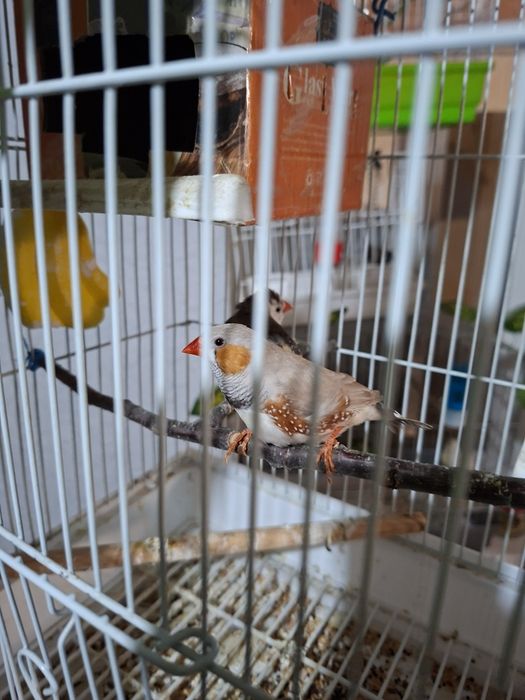 Амадин готовый пара