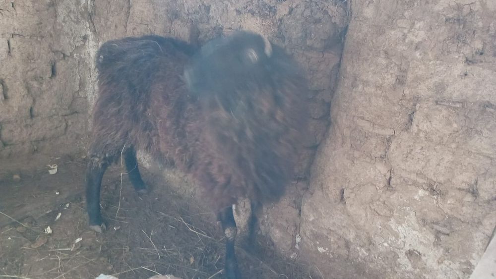 Кошкар 2 жылдык 25-30 кг ет береді