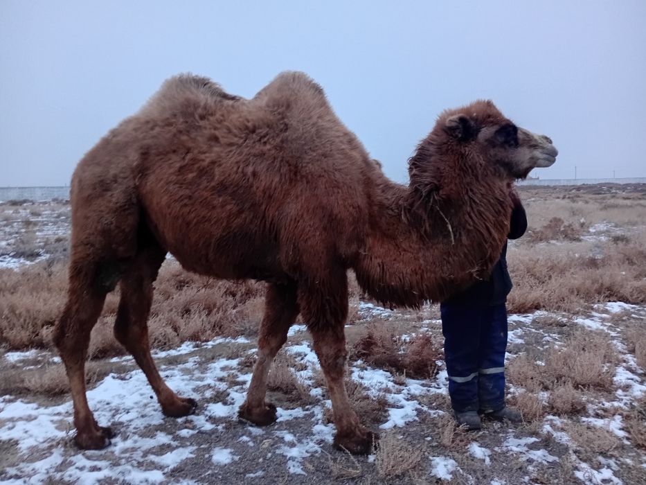 Түйелер сатылады