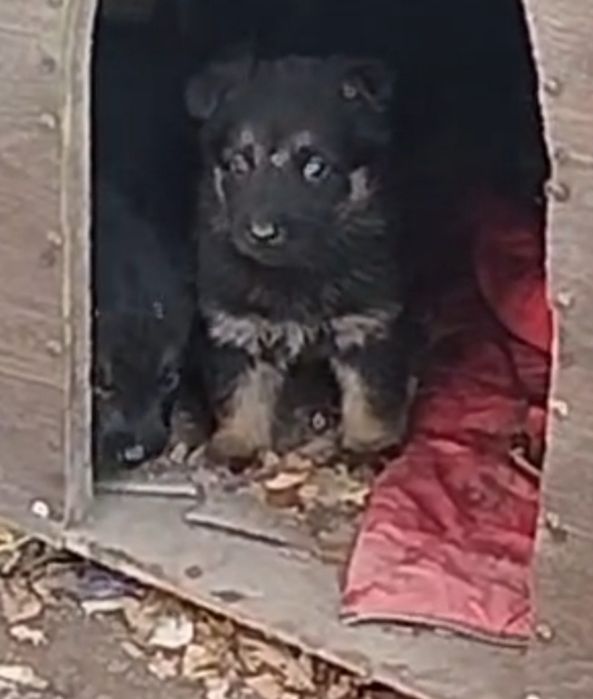 Немцы.Щенки.Мальчики.