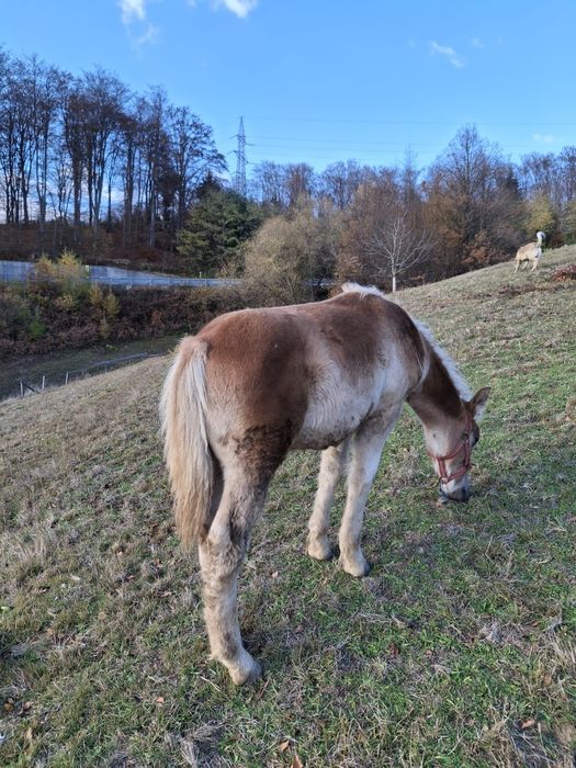 Vând Mănz de 7 Luni