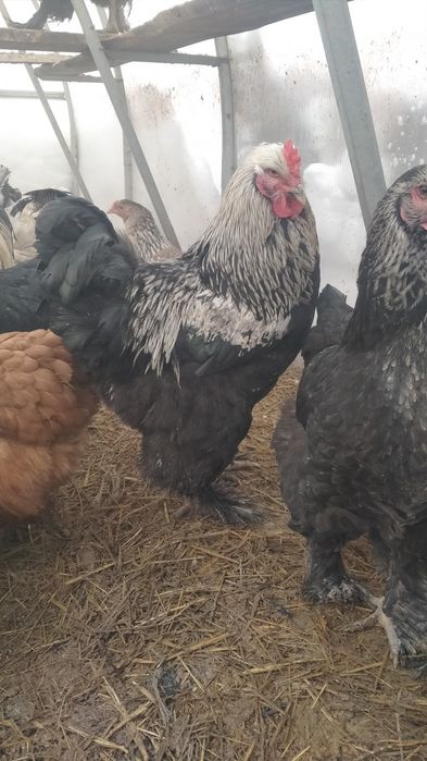 Продам петухов на племя