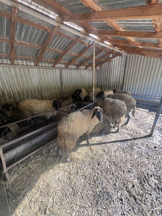 Vand oi si berbeci carabasi